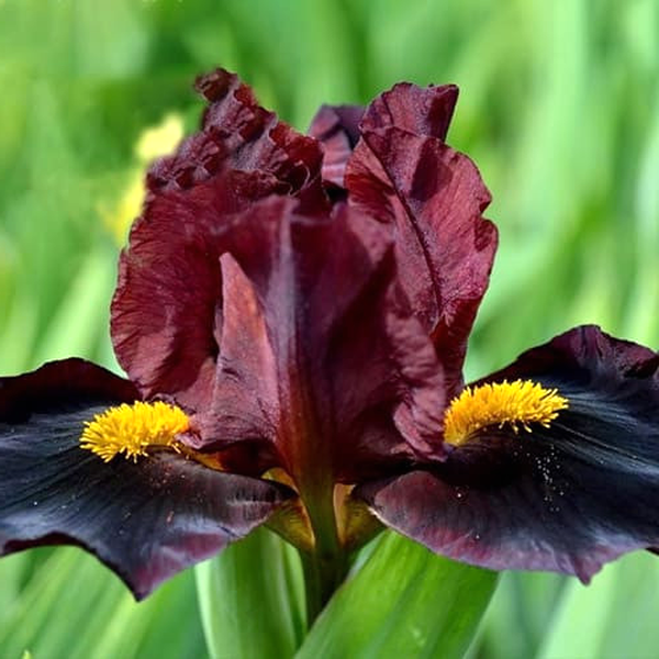 Pumila Black Knight