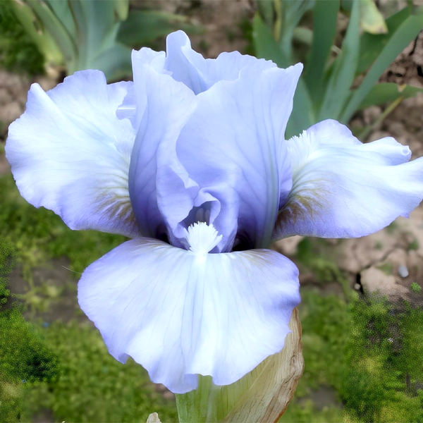 Pumila Blue Bauble
