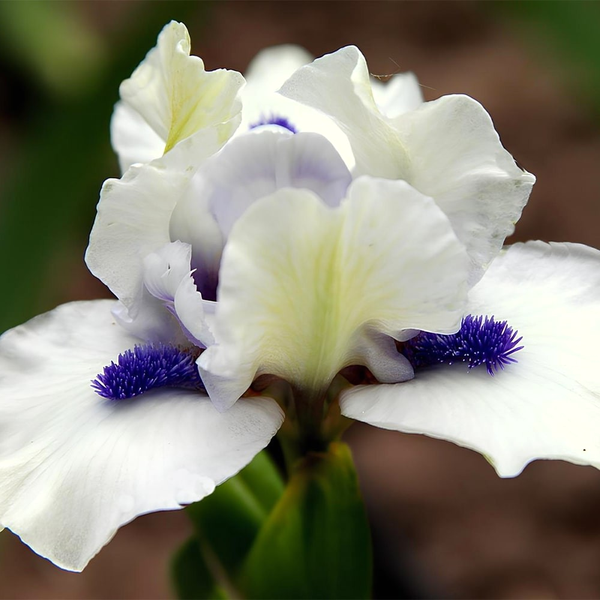 Pumila Bluebeard's Ghost