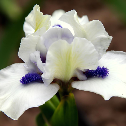 Pumila Bluebeard's Ghost