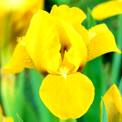 Pumila Brassie