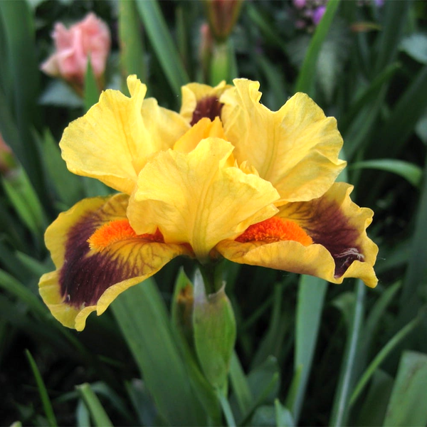Pumila Bright
