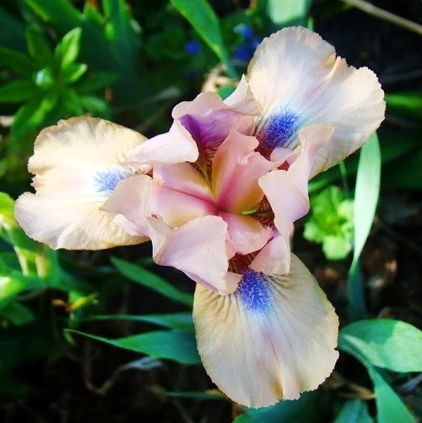 Pumila Chanted