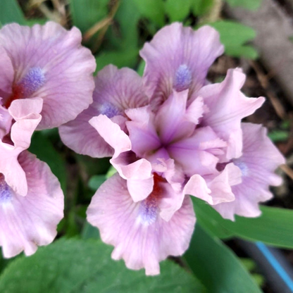 Pumila Cherry Blush
