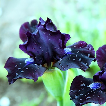 Pumila Dark Vader