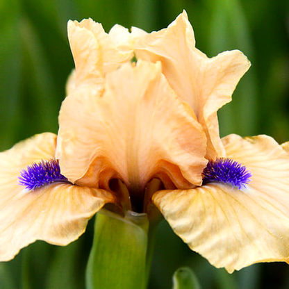 Pumila Decorum