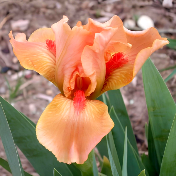 Pumila Desert Orange