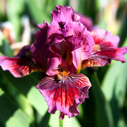 Pumila Fancy Sparkler