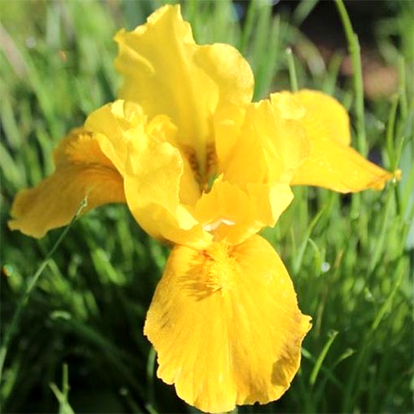 Pumila Gleaming Gold