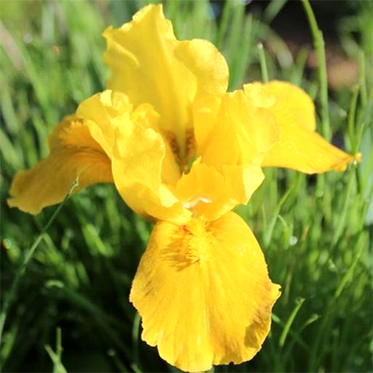 Pumila Gleaming Gold
