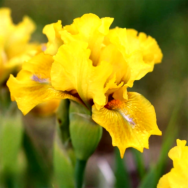 Pumila Golden Folly