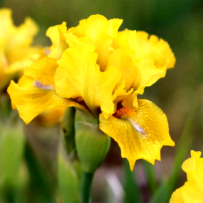 Pumila Golden Folly