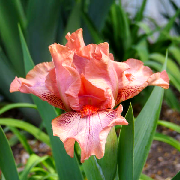 Pumila Ignite