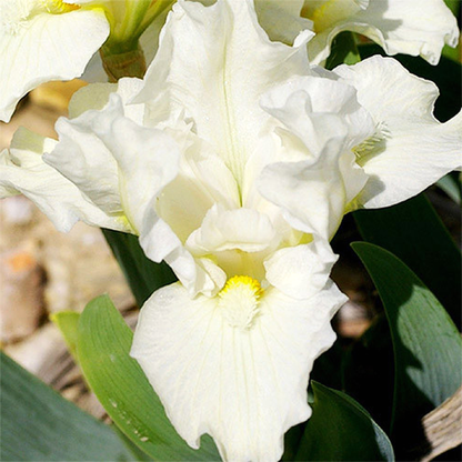 Pumila Invizible