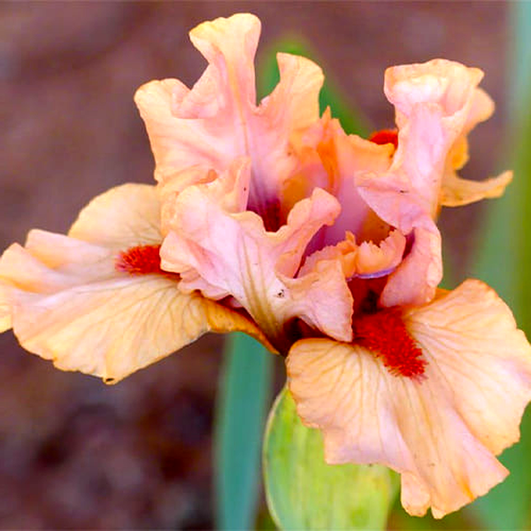 Pumila Joyful Love