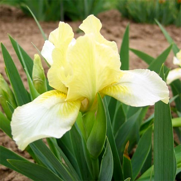 Pumila Lemon Puff