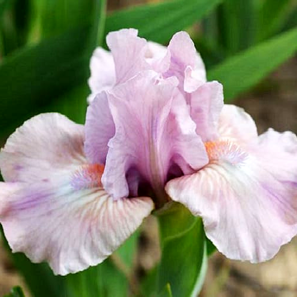 Pumila Lila Rosa