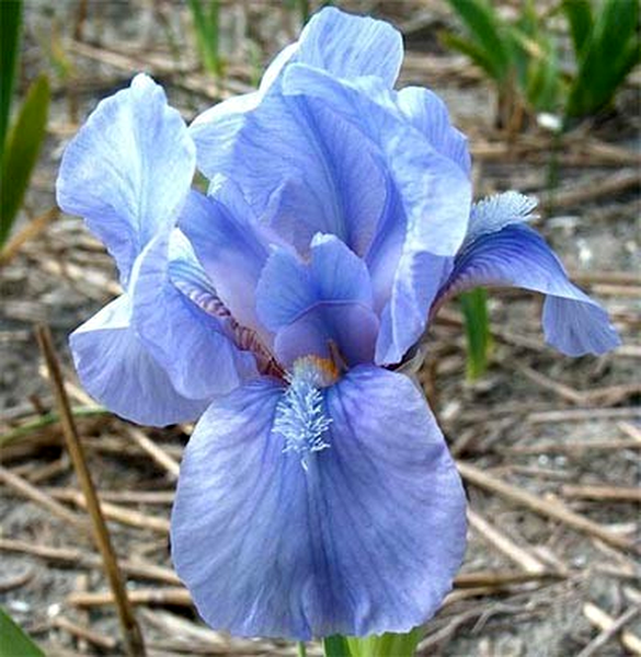 Pumila Little Sapphire