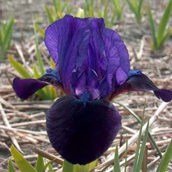 Pumila Little Shadow