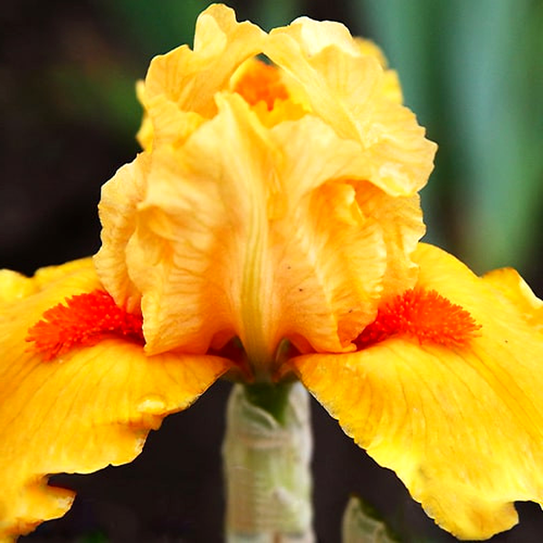 Pumila Lottery