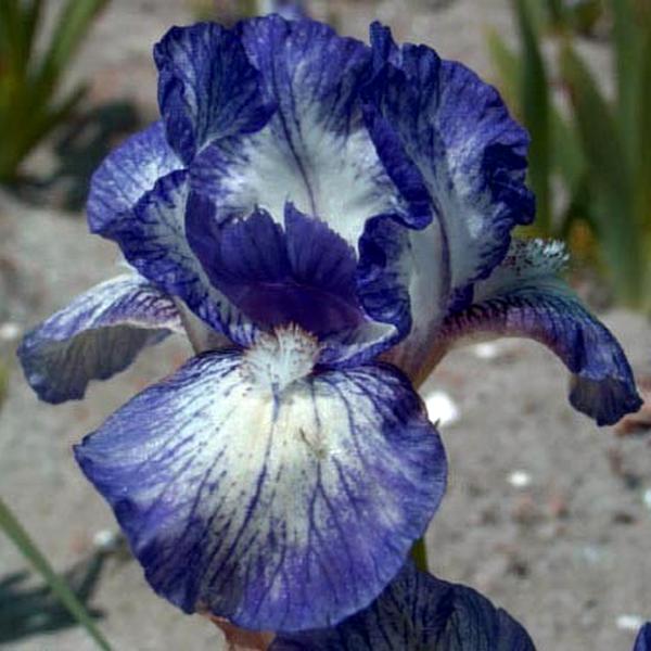 Pumila Pepite Polka