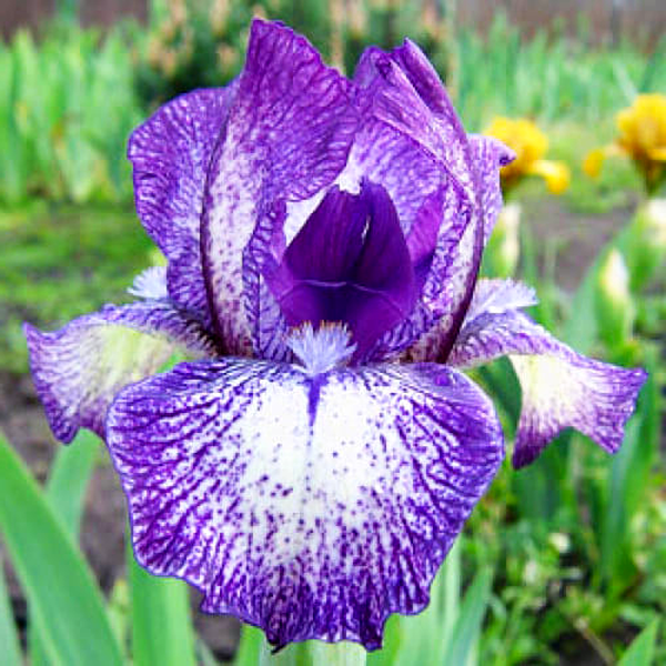 Pumila Peppered Bluebell