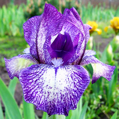 Pumila Peppered Bluebell