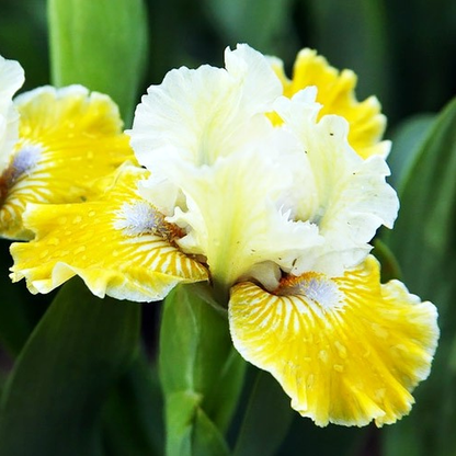 Pumila Piero