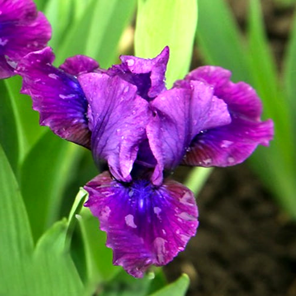 Pumila Plum Twist