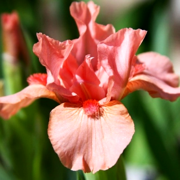 Pumila Pussycat Pink