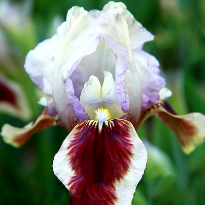 Pumila Red Heart