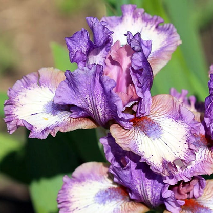 Pumila Rufflemania