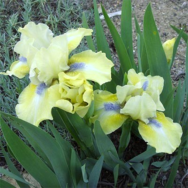 Pumila Sarah Taylor