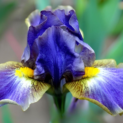 Pumila Sinichka