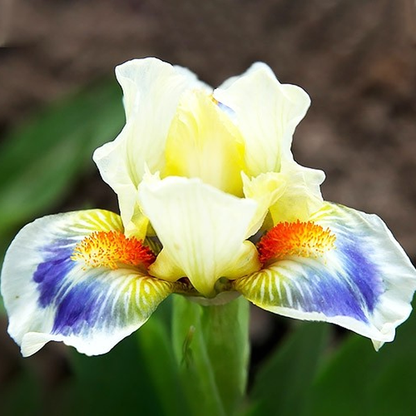 Pumila Spring Into Summer