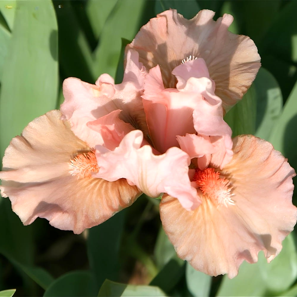 Pumila Sweet Pink