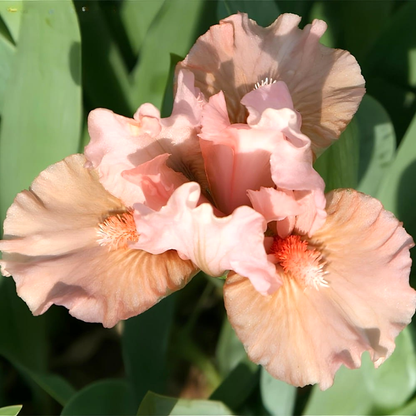 Pumila Sweet Pink