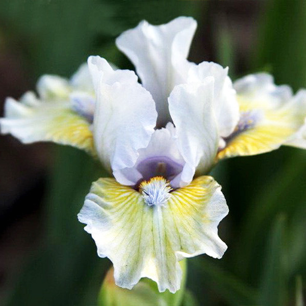 Pumila Tanats Ofalii