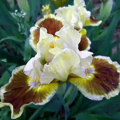 Pumila Vorozhba