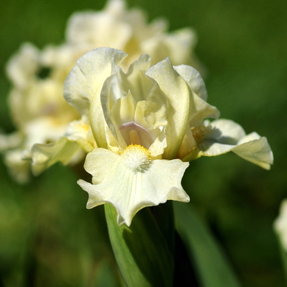 Pumila White Bow Tie