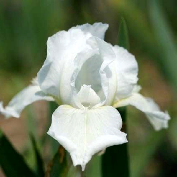 Pumila White Gem