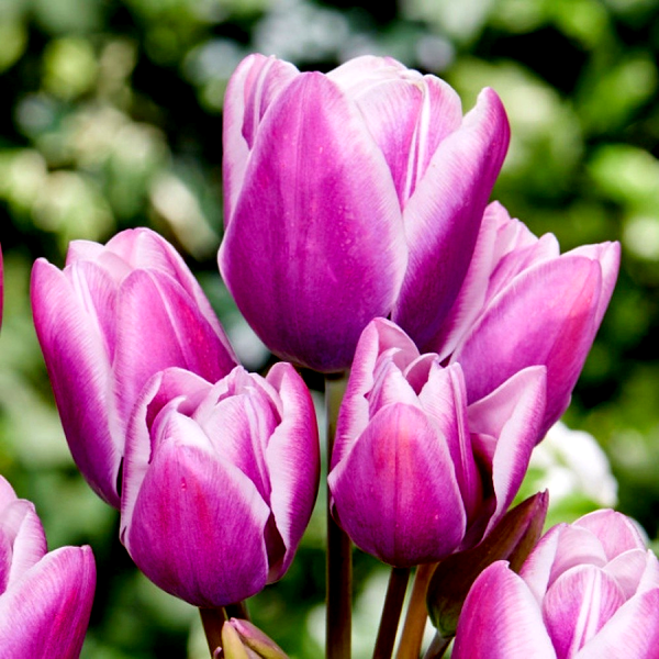 Purple Elegance