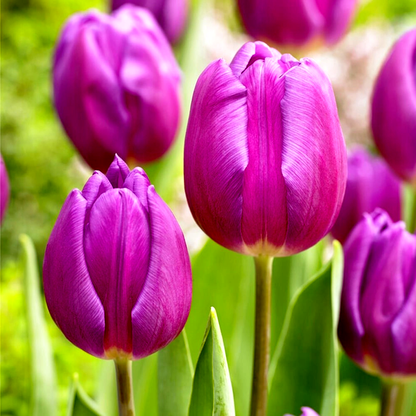 Purple Flag