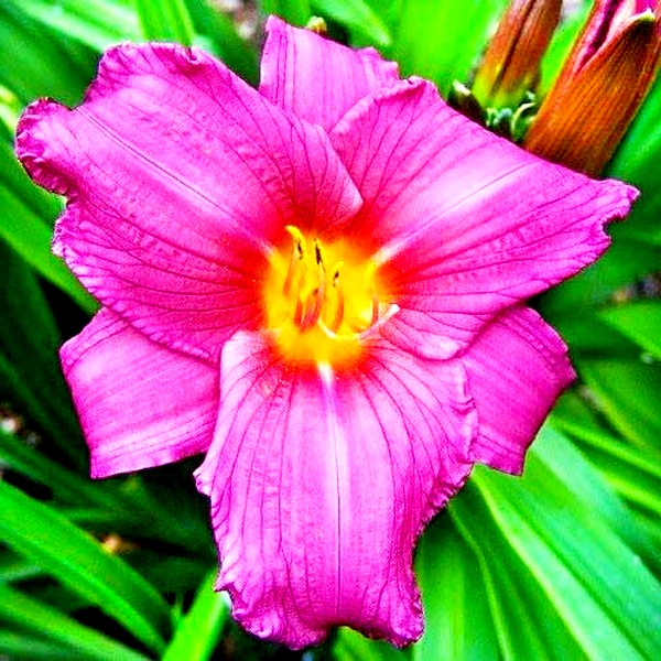 Purple Flight