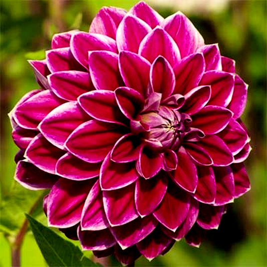 Purple Pearl
