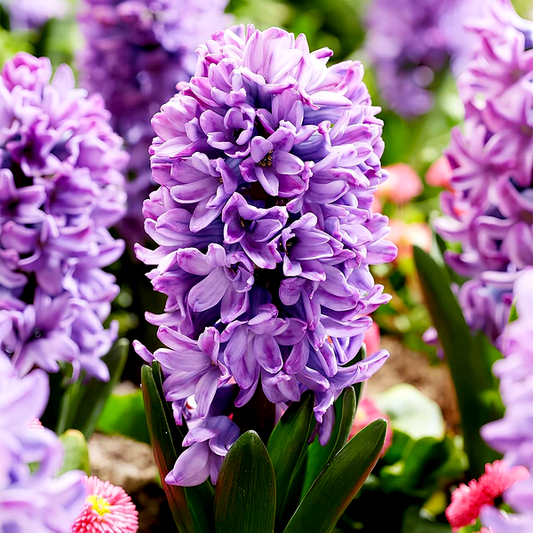 Purple Star