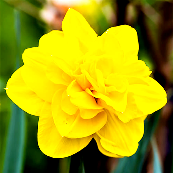 Queensday
