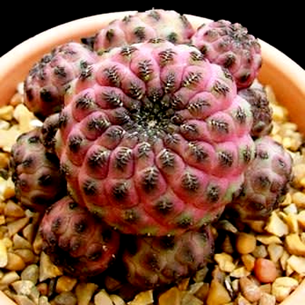 Rebutia canigueralii
