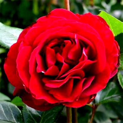 Red Abundance