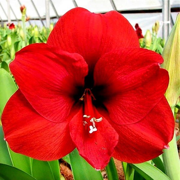 Red Collor